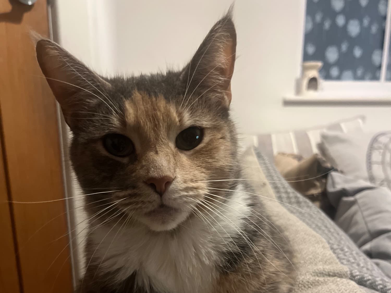 Maine Coon 4 years old female named Sylvia for breeding in Beverley, England | Petmeetly