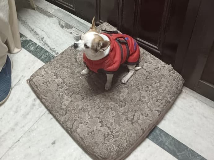 Chihuahua 10 years old male small named Babulal for breeding in New Delhi, Delhi | Petmeetly