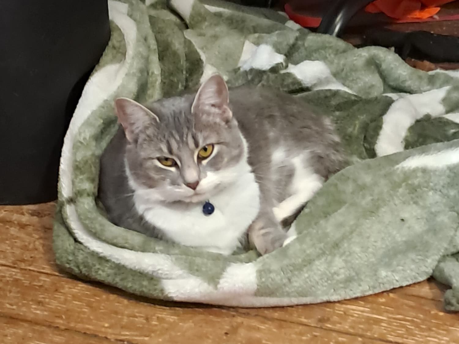 Calico 1 year 10 months old female named Angel for breeding in Point Pleasant, West Virginia | Petmeetly