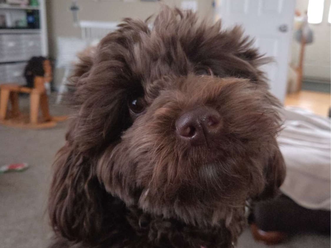 Mini Aussiedoodle 1 year 10 months old female small named Millie for breeding in Janesville, Wisconsin | Petmeetly