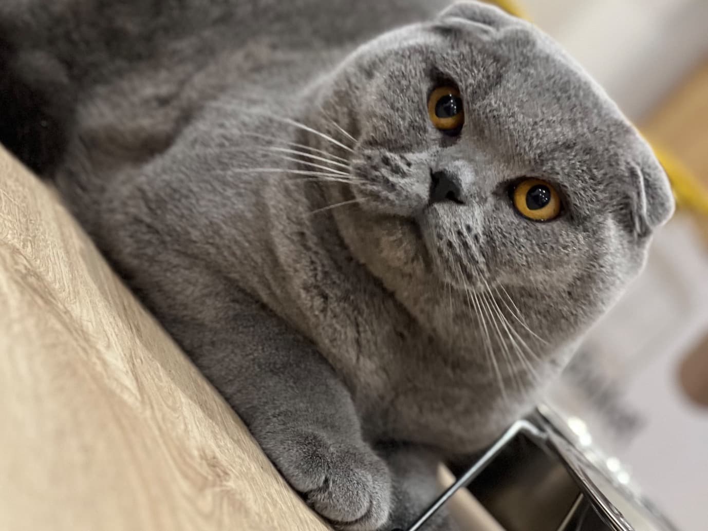 Scottish Fold 1 year 6 months old male named ren for breeding in Dagenham, England | Petmeetly