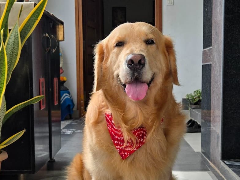Golden Retriever 5 years old male large named BLU for breeding in Hyderabad, Telangana | Petmeetly