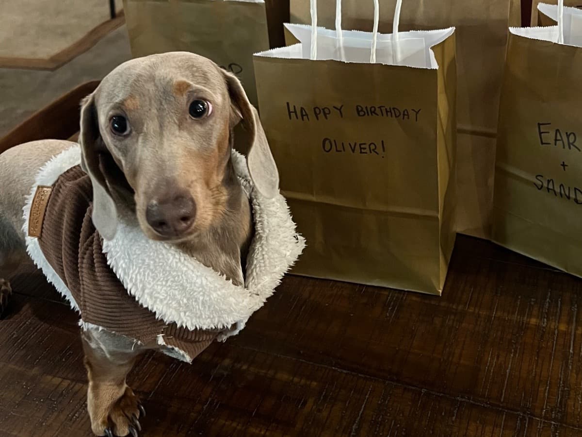 Miniature Dachshund 1 year 4 months old male small named Oliver for breeding in Bluemont, Virginia | Petmeetly