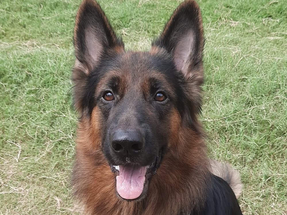 German Shepherd 4 years old male medium named Jasper for breeding in Delhi, Delhi | Petmeetly