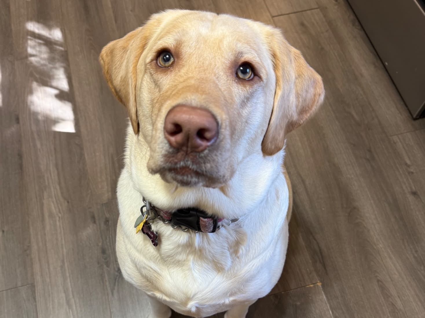 English Labrador Retriever 2 years old female extra large named Annie for breeding in Raleigh, North Carolina | Petmeetly