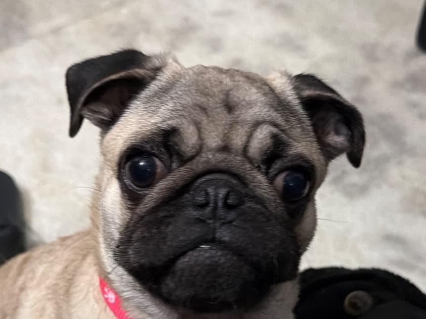 Pug 1 year old male medium named DHOLU for breeding in Delhi, Delhi | Petmeetly