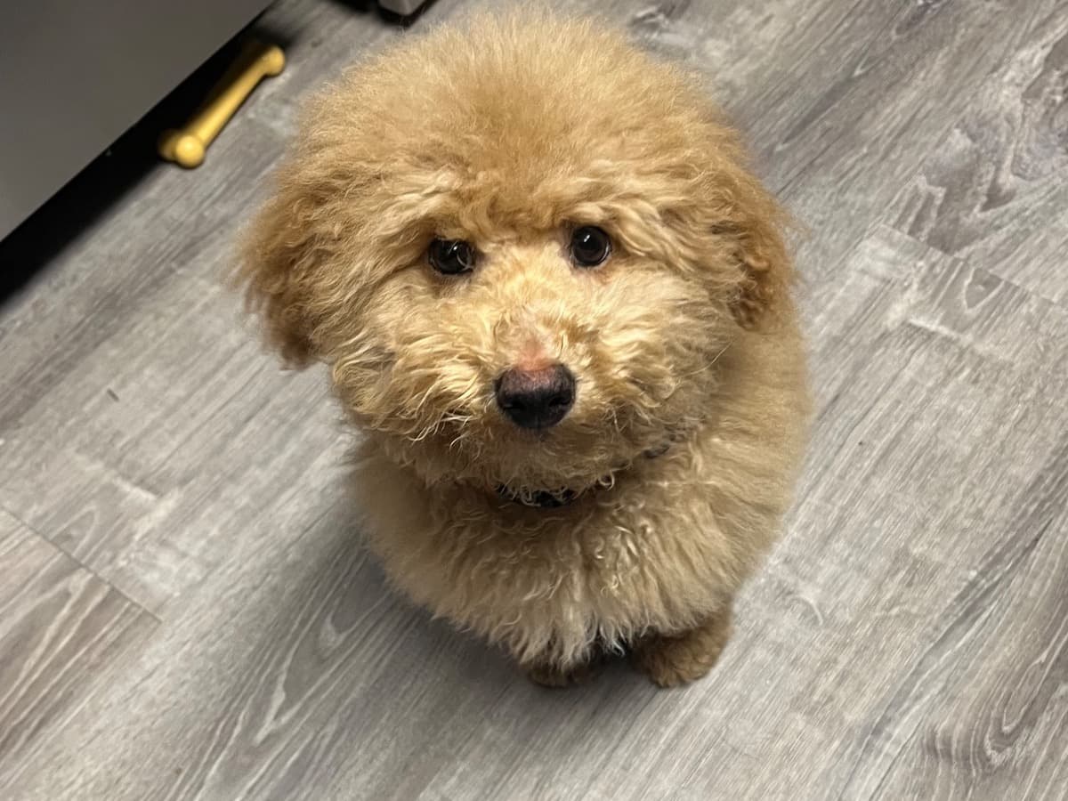 Miniature Poodle 1 year old male small named Grizzly for breeding in Baroda, Michigan | Petmeetly
