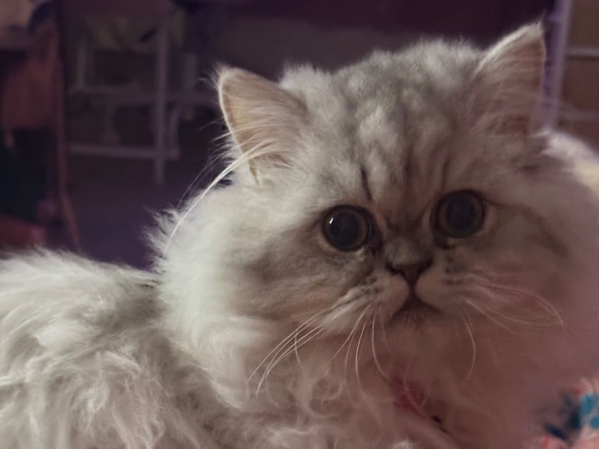 Persian 1 year old female named Princess Dior for breeding in Bradenton, Florida | Petmeetly