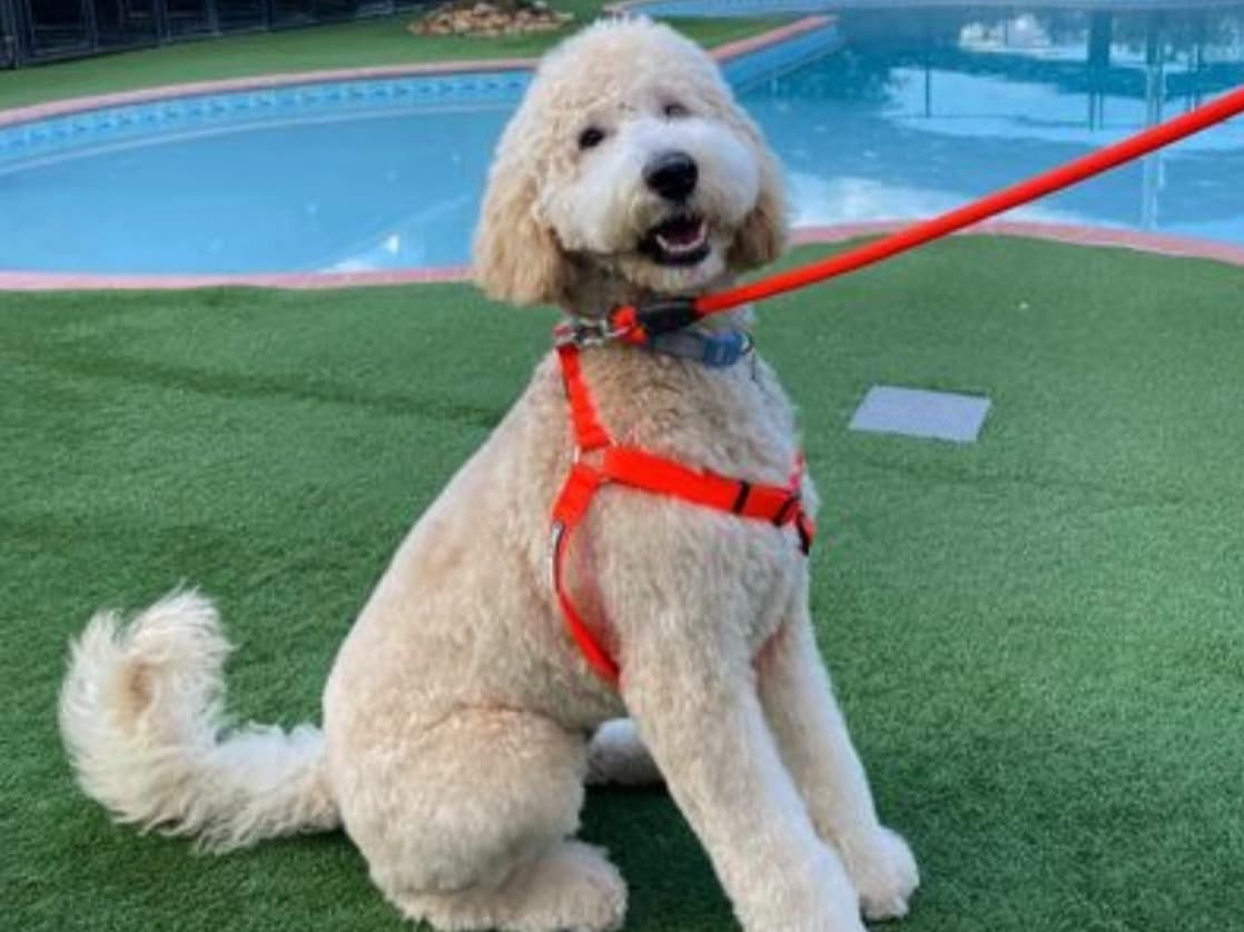 Goldendoodle 4 years old male large named Simba for breeding in Miami, Florida | Petmeetly