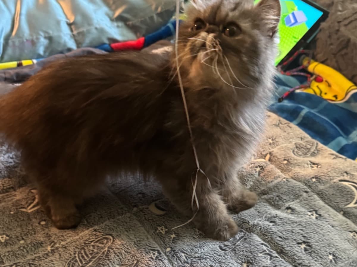 Persian 1 year 5 months old female named bubbles for breeding in Woodland, California | Petmeetly