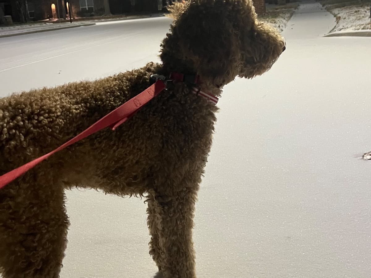 Standard Poodle 2 years old male large named maverick for breeding in Arlington, Texas | Petmeetly