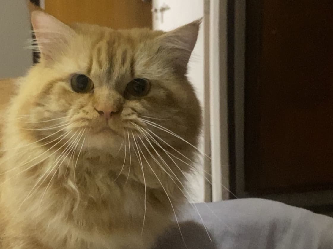 Persian 2 years old female named Zade for breeding in Indore, Madhya Pradesh | Petmeetly