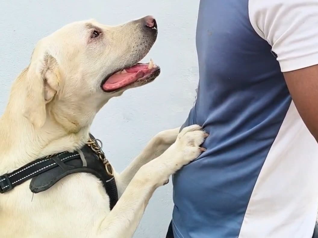 Labrador Retriever 2 years old male medium named Jack for breeding in Chennai, Tamil Nadu | Petmeetly