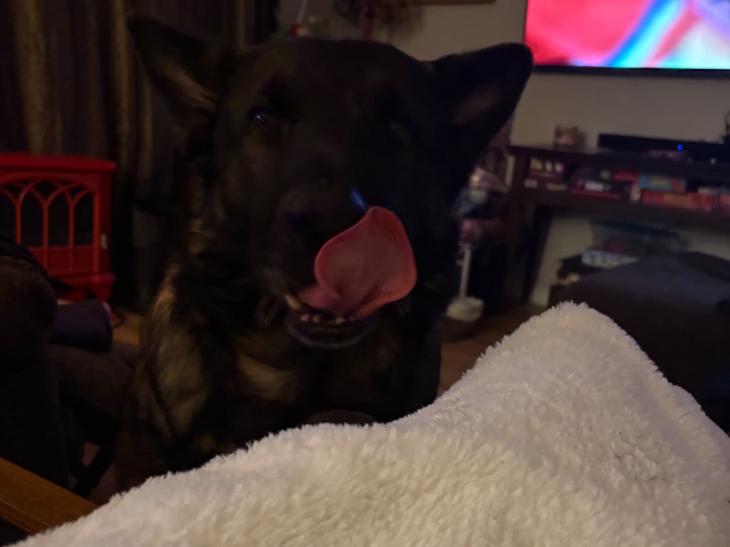 King Shepherd 5 years old male extra large named Loki for breeding in Burton, Michigan | Petmeetly