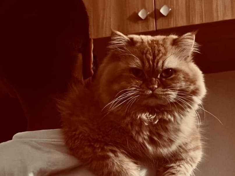 Persian 1 year 2 months old male named zoro for breeding in Bengaluru, Karnataka | Petmeetly