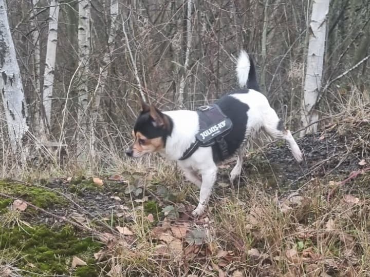 Jack Chi 4 years old male small named Gizmo for breeding in Barnsley, England | Petmeetly