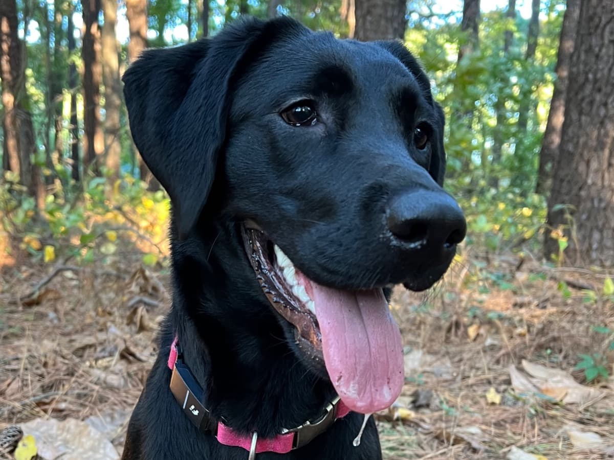 Labrador Retriever 3 years 2 months old female medium named Luna for breeding in Chesapeake, Virginia | Petmeetly