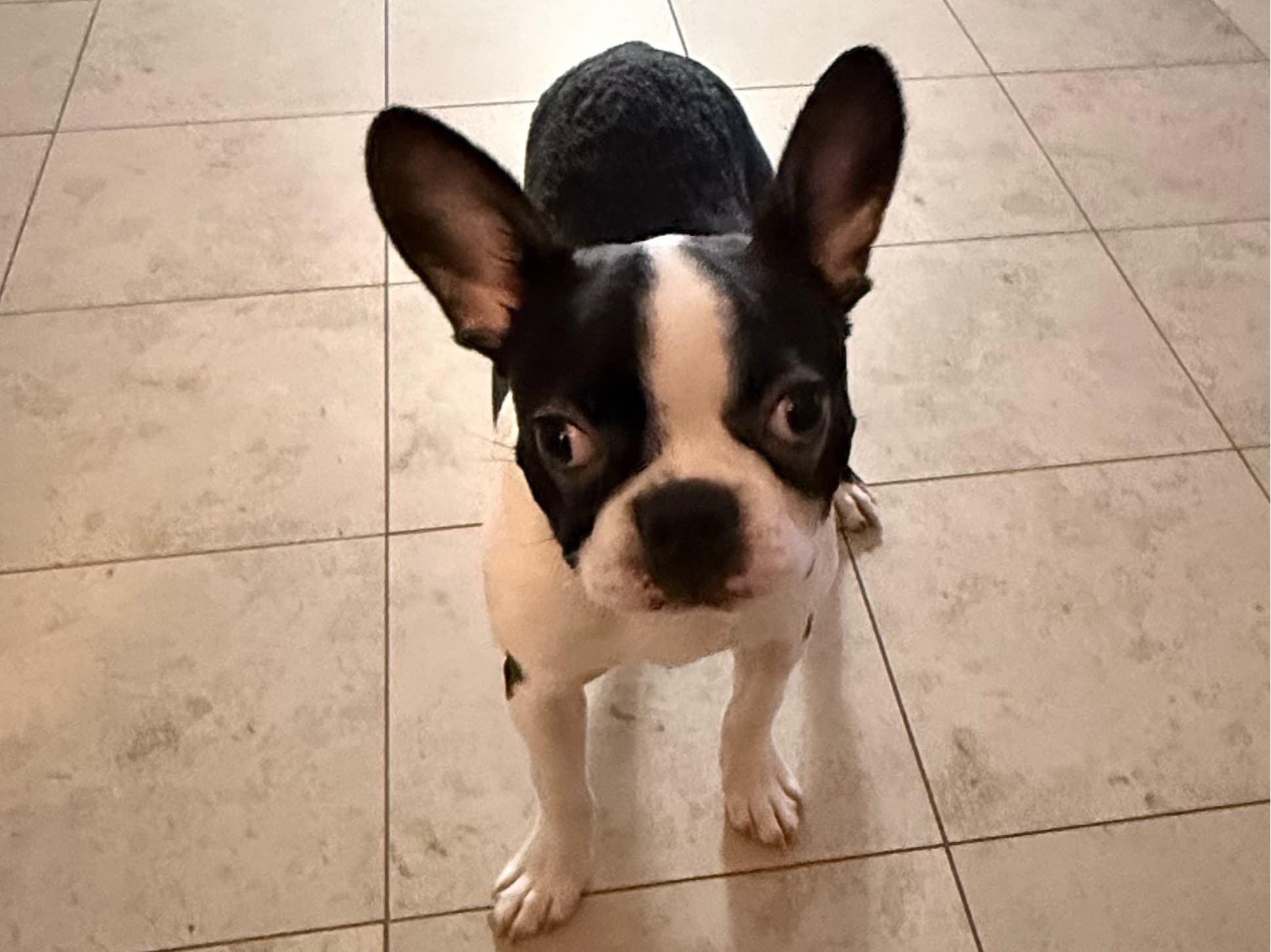 Boston Terrier 1 year old male small named Theo for breeding in Renton, Washington | Petmeetly