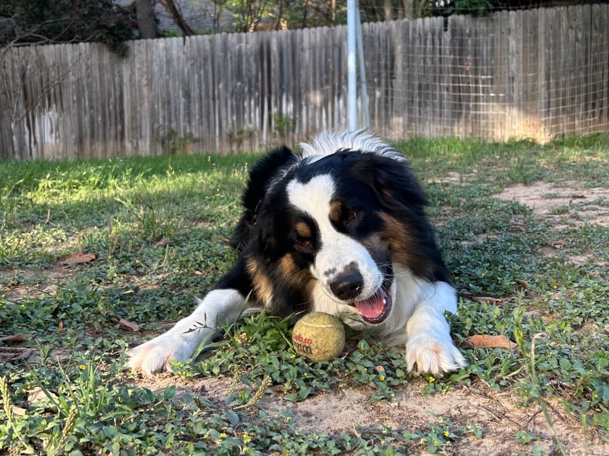 Australian Shepherd 5 years old male medium named Ozzy for breeding in San Antonio, Texas | Petmeetly