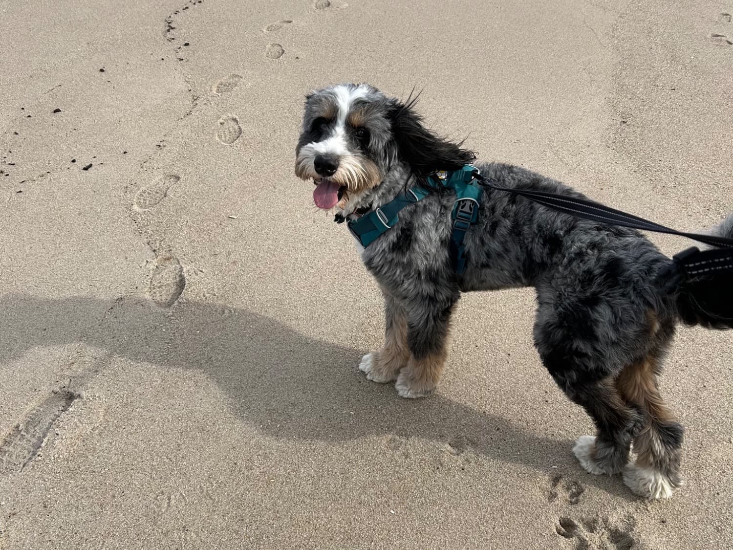 Poodle 4 years old male medium named Winston for breeding in Middletown Township, New Jersey | Petmeetly