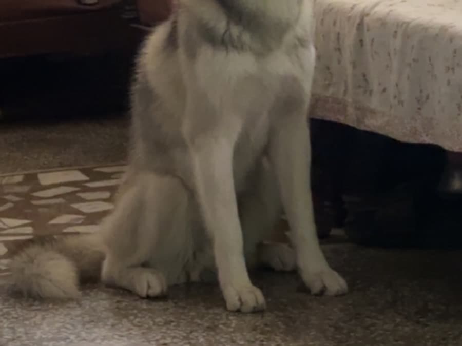 Siberian Husky 1 year old male medium named Rover for breeding in Faridabad, Haryana | Petmeetly