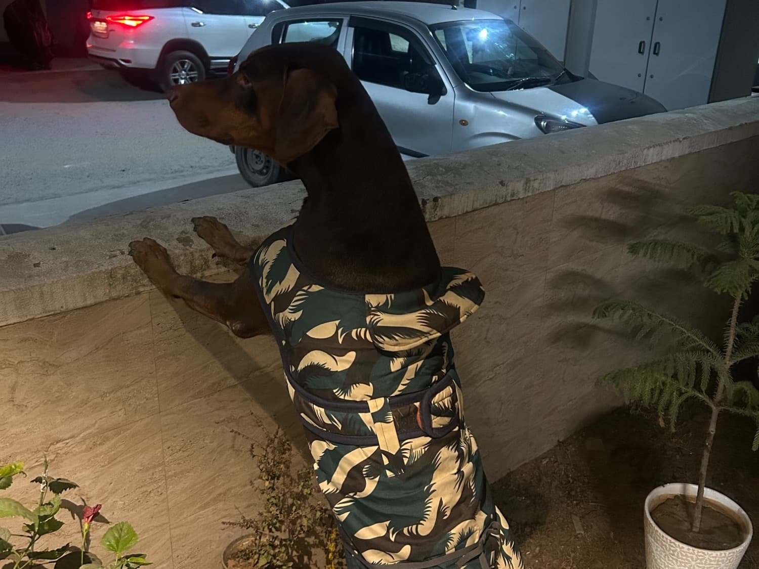 Doberman 3 years old male large named Zeus for breeding in Faridabad, Haryana | Petmeetly