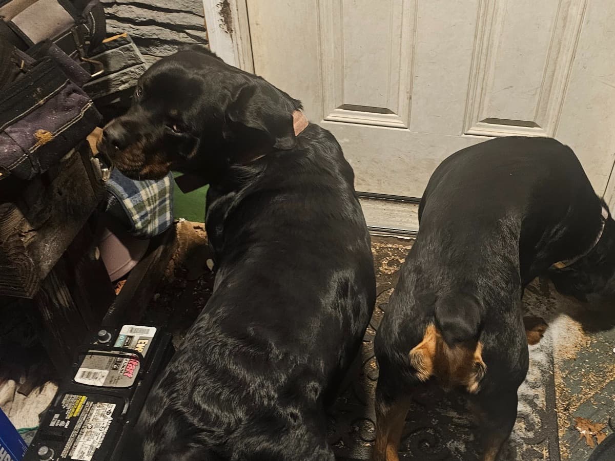 German Rottweiler 3 years old female large named Bailey for breeding in Simsbury, Connecticut | Petmeetly