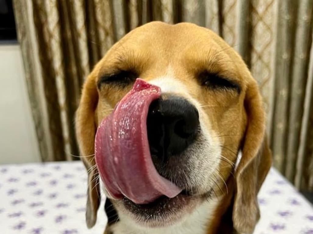 Beagle 8 years old male medium named Dollar for breeding in Mumbai, Maharashtra | Petmeetly