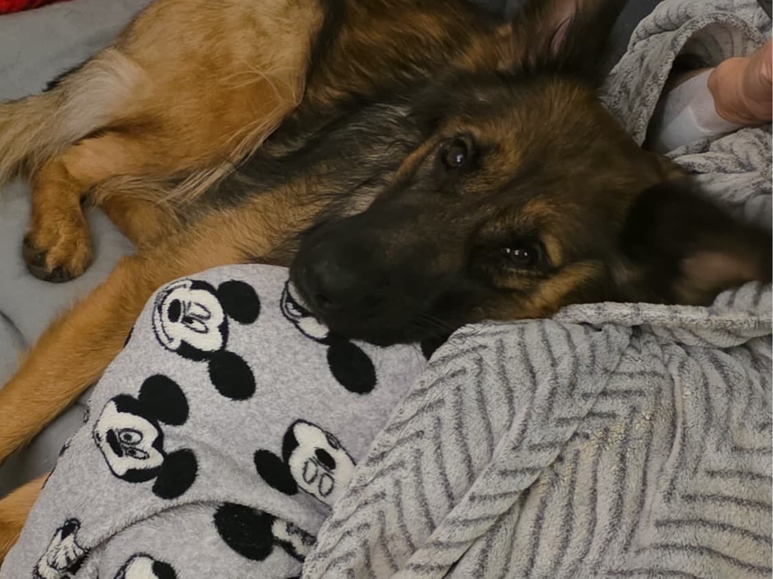 German Shepherd 2 years 4 months old female large named mera for breeding in Doncaster, England | Petmeetly