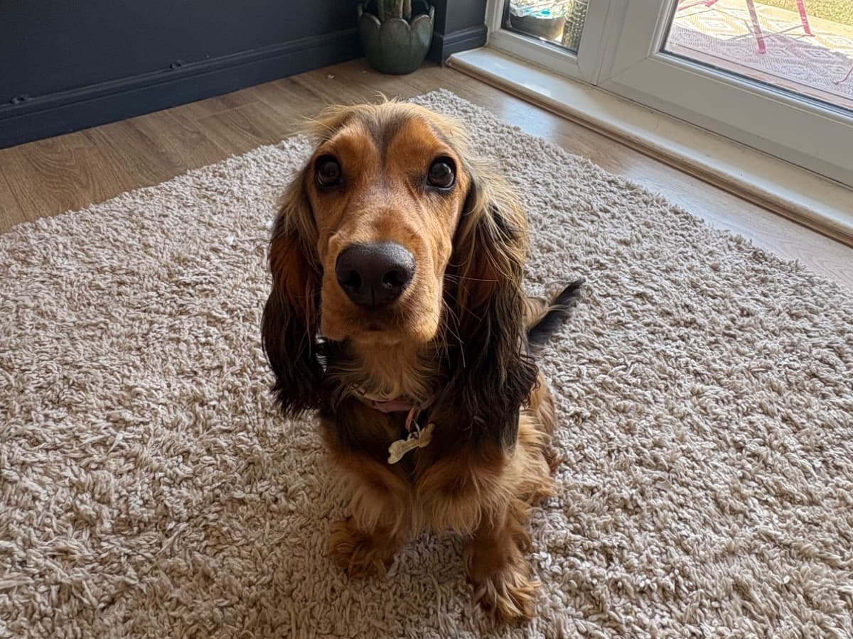 English Cocker Spaniel 1 year 4 months old female small named Maggie for breeding in Patchway, England | Petmeetly