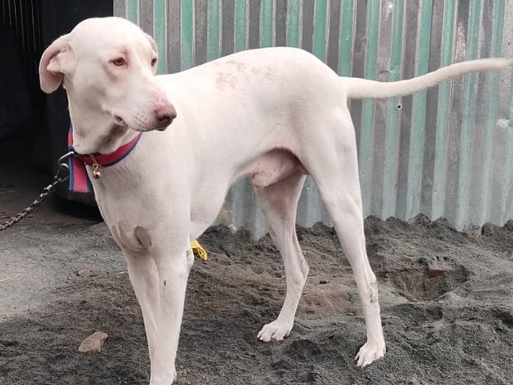 Rajapalayam 1 year 4 months old male large named Ramu for breeding in Devanapuram, Tamil Nadu | Petmeetly