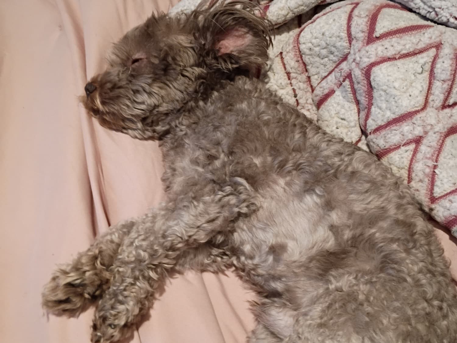 Yorkipoo 4 years old male small named Nipsey for breeding in Greensboro, North Carolina | Petmeetly