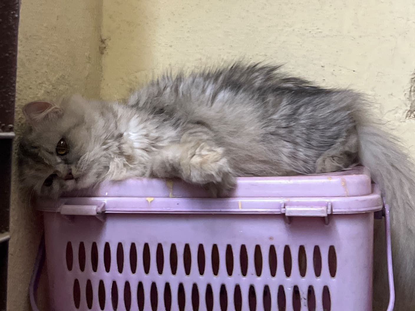 Persian 4 years old female named pearl for breeding in Mumbai, Maharashtra | Petmeetly