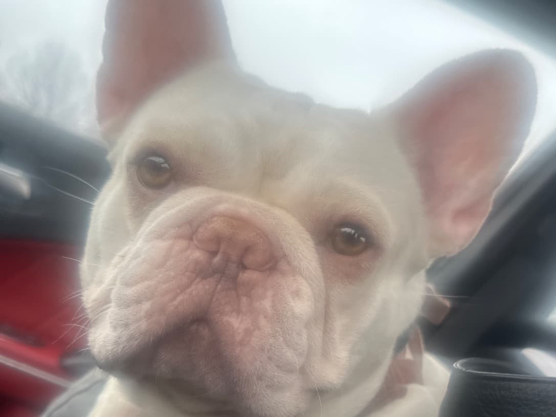 French Bulldog 2 years 5 months old male medium named Sunny for breeding in Frankfort, Kentucky | Petmeetly