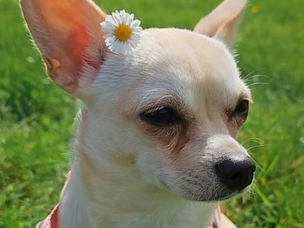 Chihuahua 2 years old female medium named Ane for breeding in New Addington, England | Petmeetly