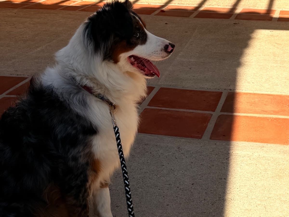 Australian Shepherd 1 year 7 months old female medium named piper for breeding in Coronado, California | Petmeetly