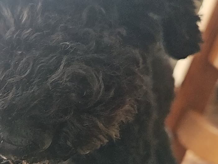 Bernedoodle 4 years old female medium named rubi for breeding in Idaho Falls, Idaho | Petmeetly