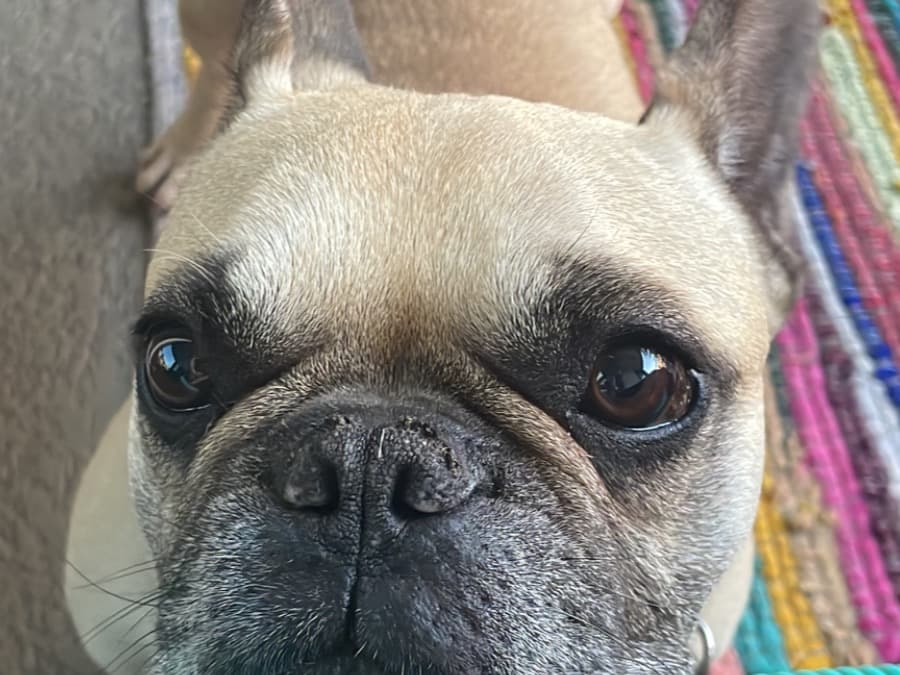 French Bulldog 8 years 10 months old male medium named Sanx for breeding in Chula Vista, California | Petmeetly
