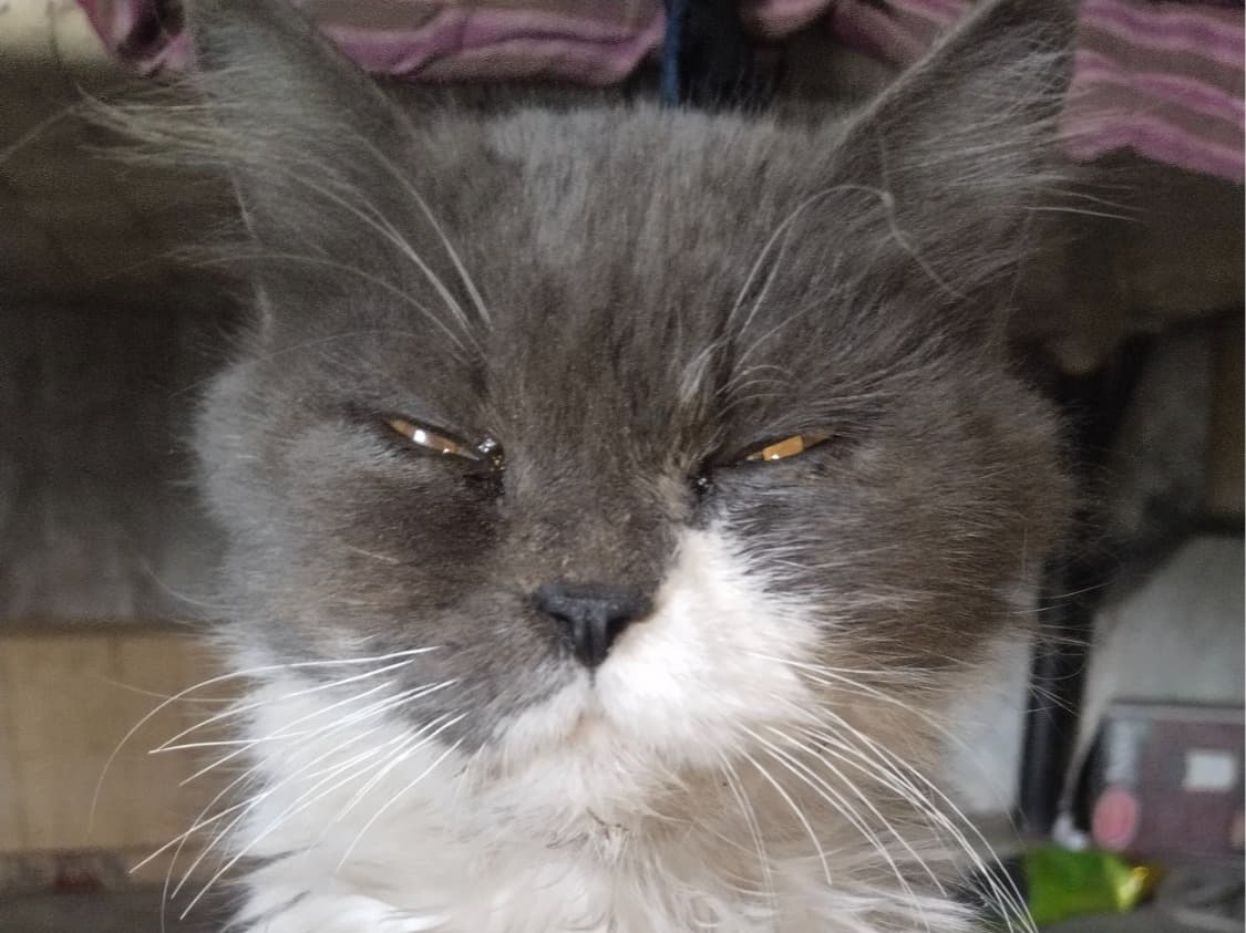 Abyssinian 3 years 2 months old female named ku ku for breeding in Jodhpur, Rajasthan | Petmeetly