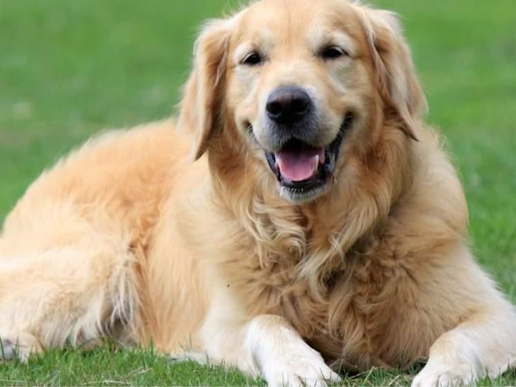 Golden Retriever 4 years old male extra large named Bruno for breeding in Greater Noida, Uttar Pradesh | Petmeetly