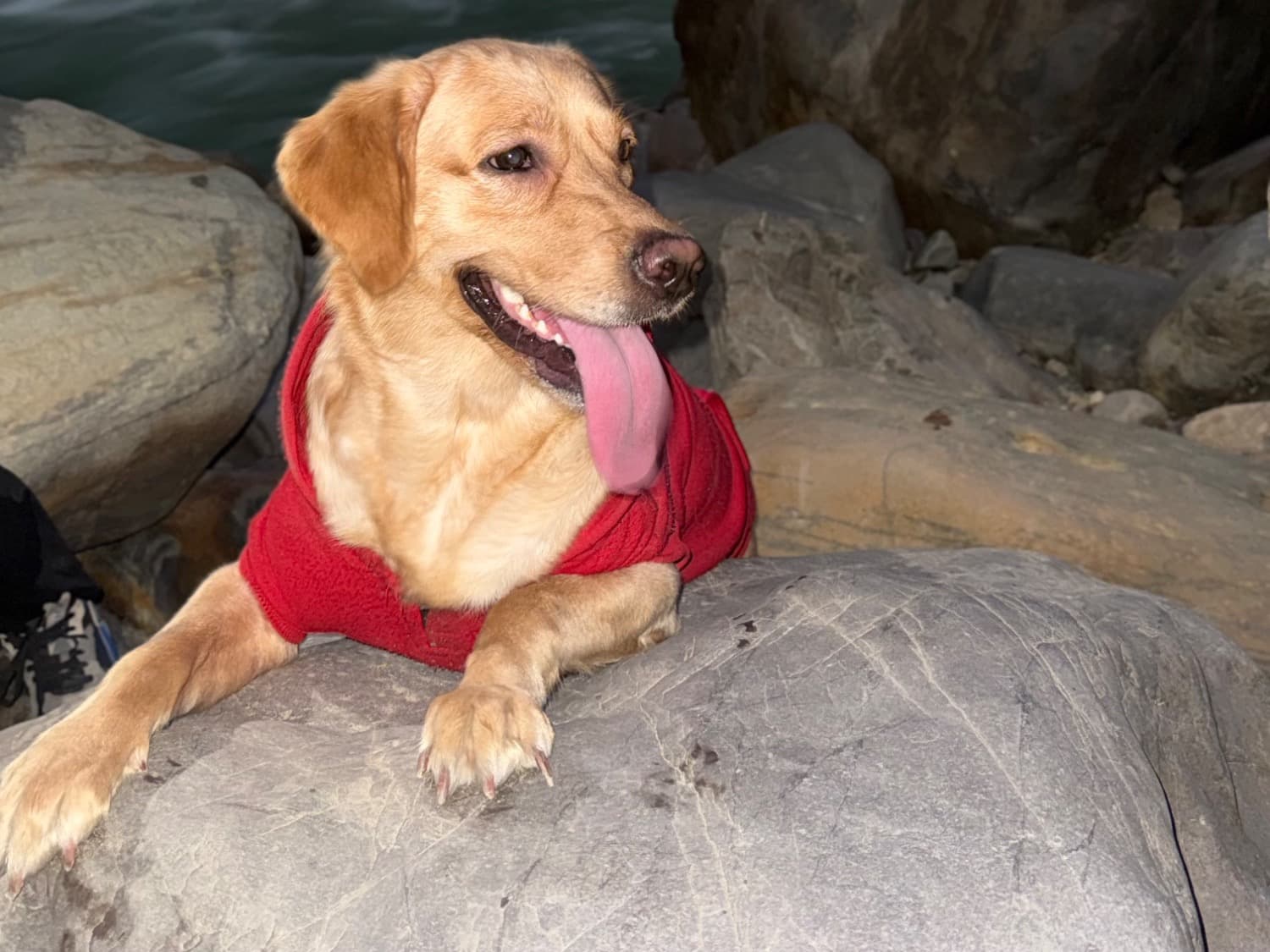 Golden Retriever 2 years old female medium named cookie for breeding in New Delhi, Delhi | Petmeetly
