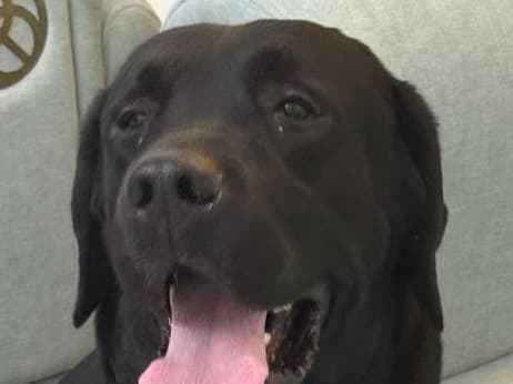 English Labrador Retriever 3 years old male large named tiger for breeding in New Delhi, Delhi | Petmeetly