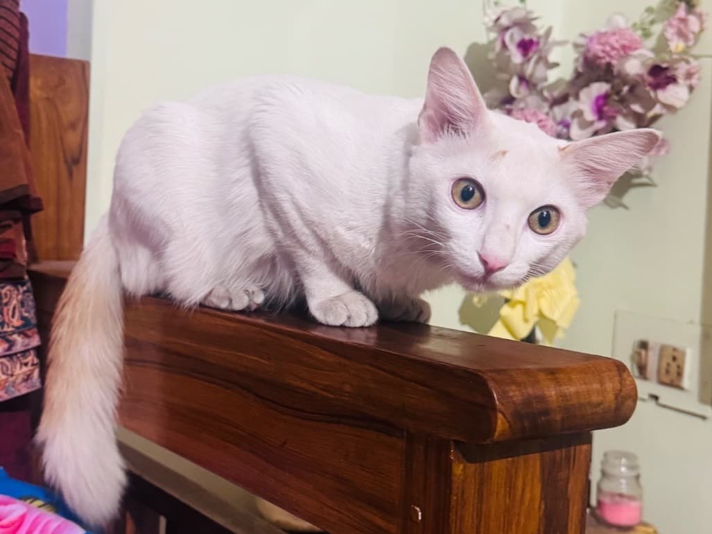 Bengal 1 year old male named tuno for breeding in Kolkata, West Bengal | Petmeetly