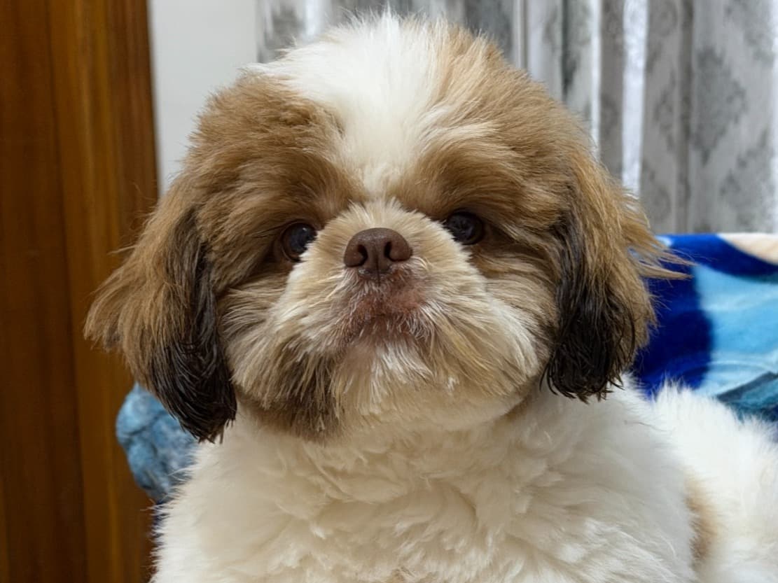 American Hairless Terrier 1 year old male small named Simba for breeding in Sahibzada Ajit Singh Nagar, Punjab | Petmeetly