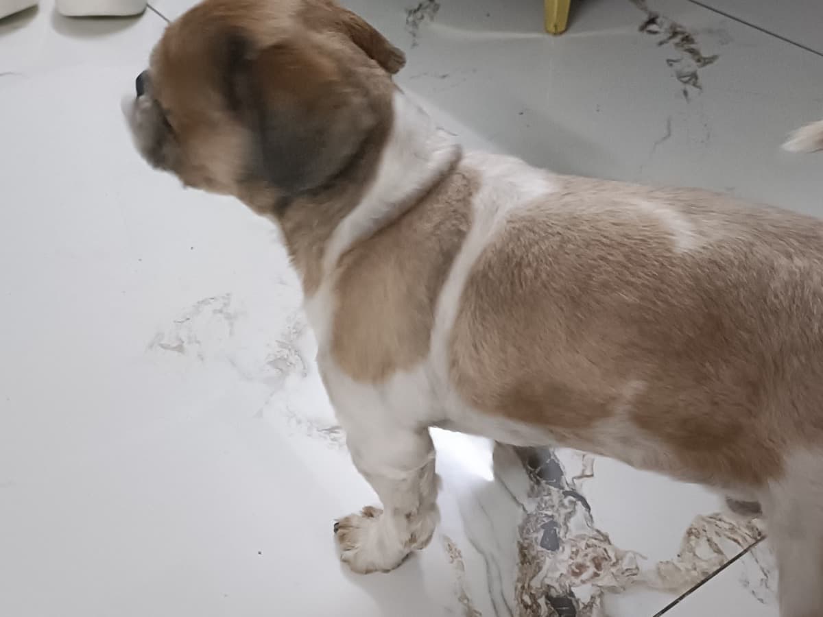 Shih Tzu 3 years old male small named leo for breeding in Kanuru, Andhra Pradesh | Petmeetly