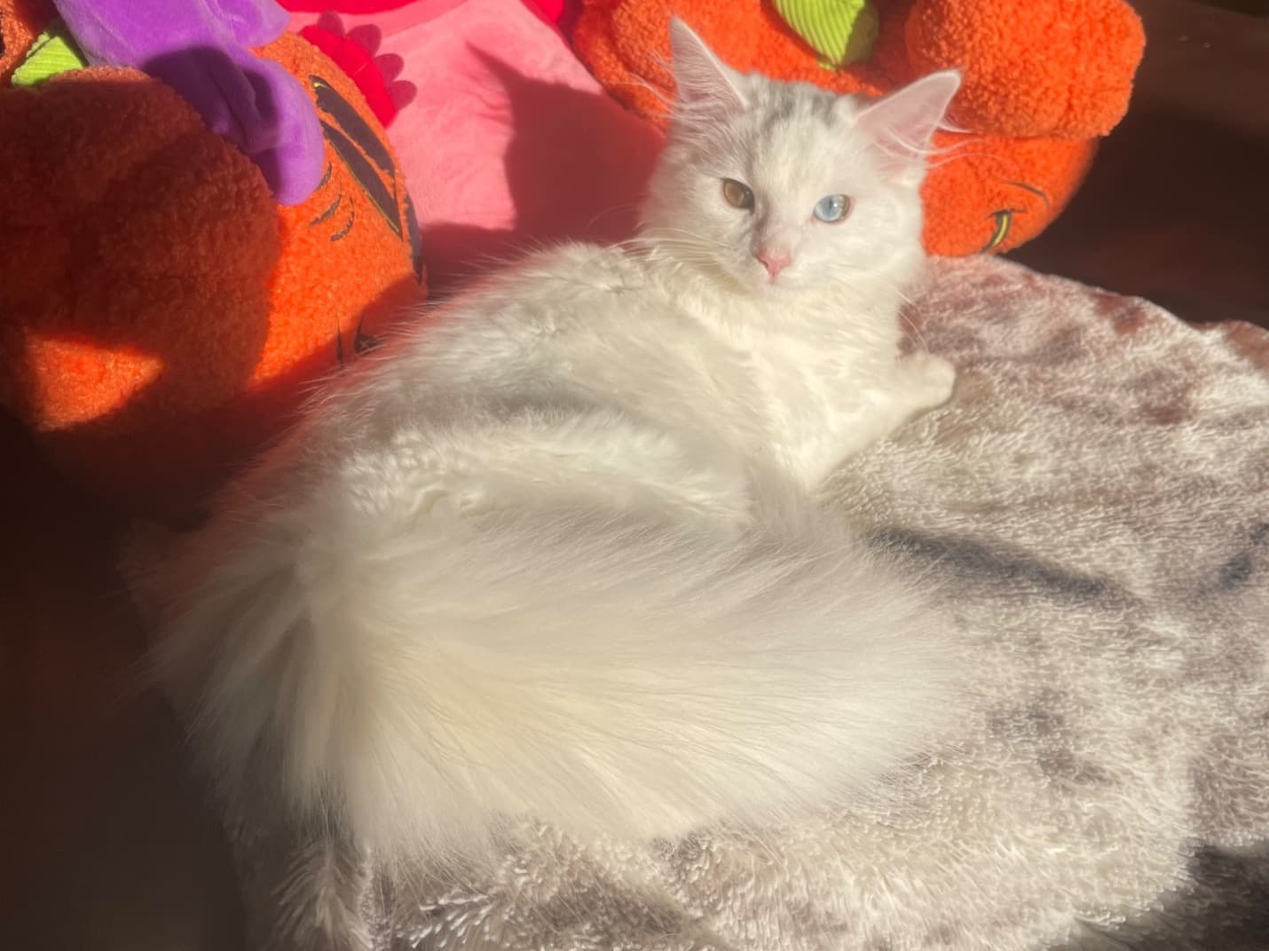 Turkish Angora 2 years old female named Bones for breeding in Milton Keynes, England | Petmeetly