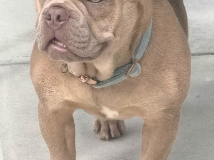 French Bulldog 1 year 2 months old male medium named Ernie for breeding in New York, New York | Petmeetly