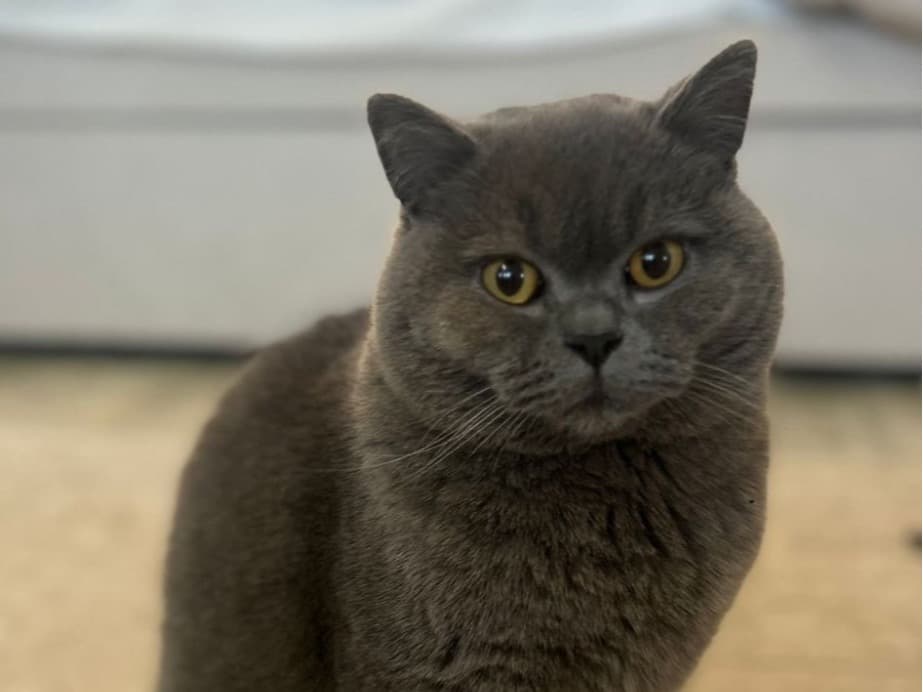 British Shorthair 1 year old male named Railay for breeding in Stockport, England | Petmeetly
