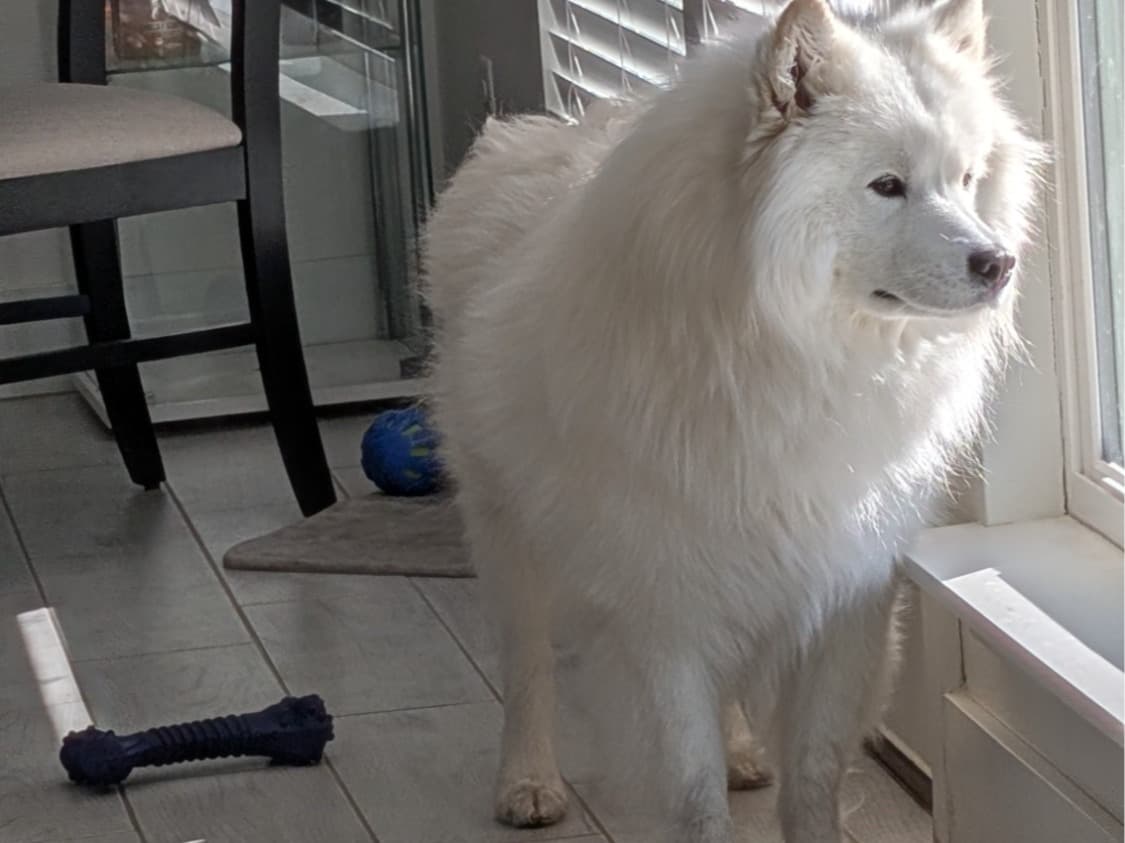 Samoyed 2 years 2 months old male medium named teddy for breeding in Centerton, Arkansas | Petmeetly