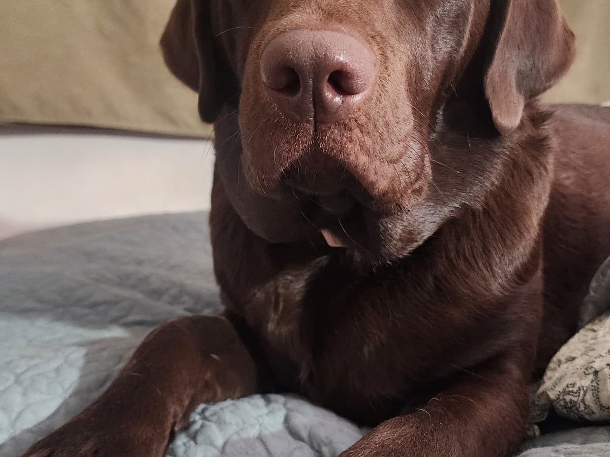 Labrador Retriever 2 years old female medium named Saja for breeding in Utah | Petmeetly